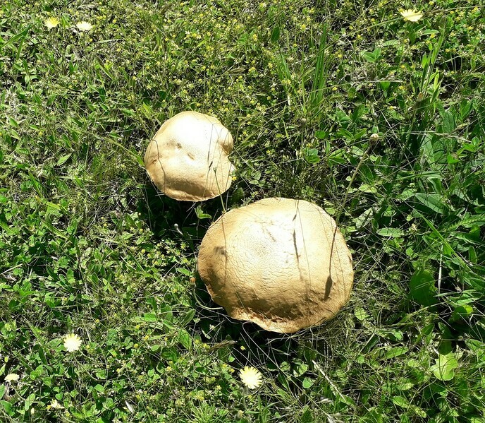 Paddenstoelen - Foto: Ingezonden foto