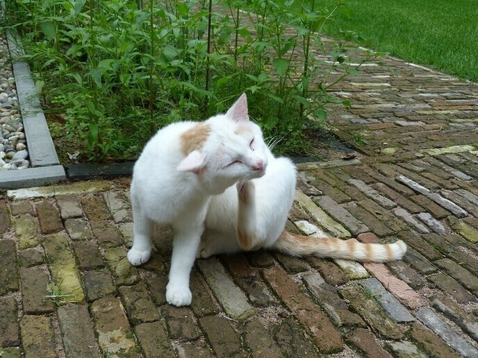 Kat aan komen lopen - Foto: Ingezonden foto