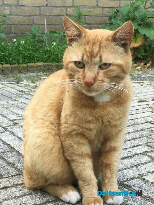 Van wie is deze lieve rode kater? - Foto: Ingezonden foto