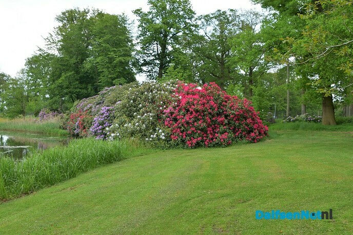 Rododendrons bloeien prachtig bij Kasteel Rechteren - Foto: Johan Bokma