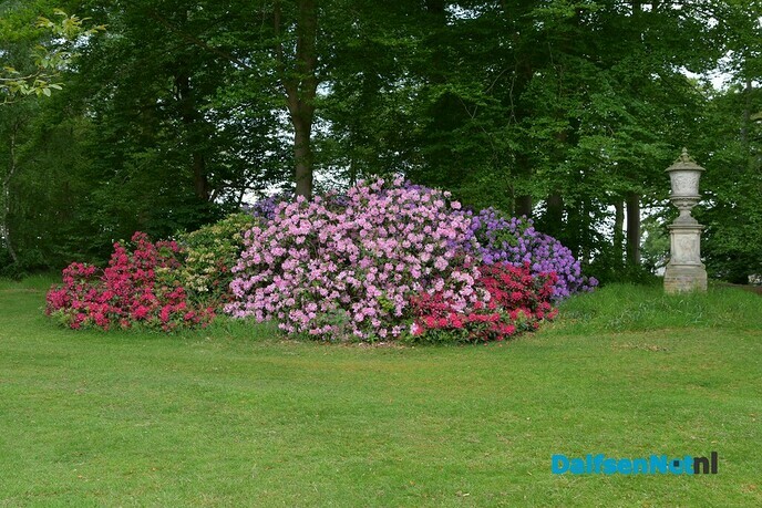 Rododendrons bloeien prachtig bij Kasteel Rechteren - Foto: Johan Bokma
