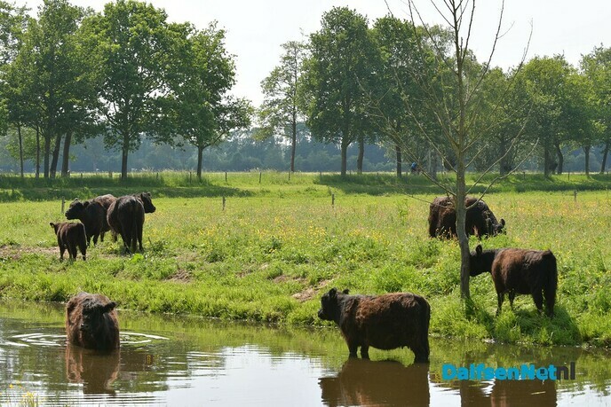 Kijk eens naar wat je onderweg allemaal tegenkomt - Foto: Johan Bokma