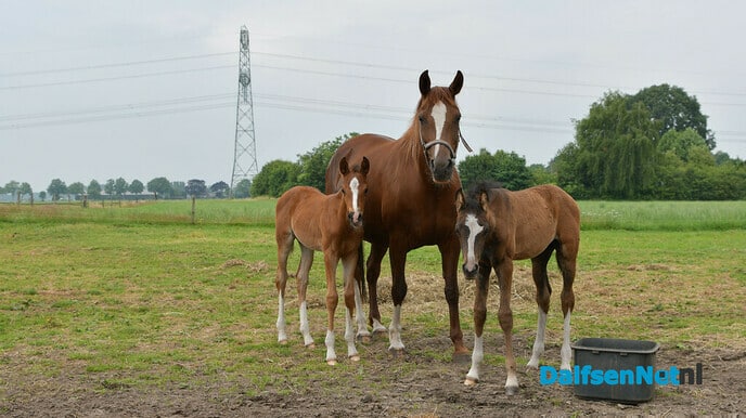 Twee veulens met een bijzonder verhaal - Foto: Johan Bokma
