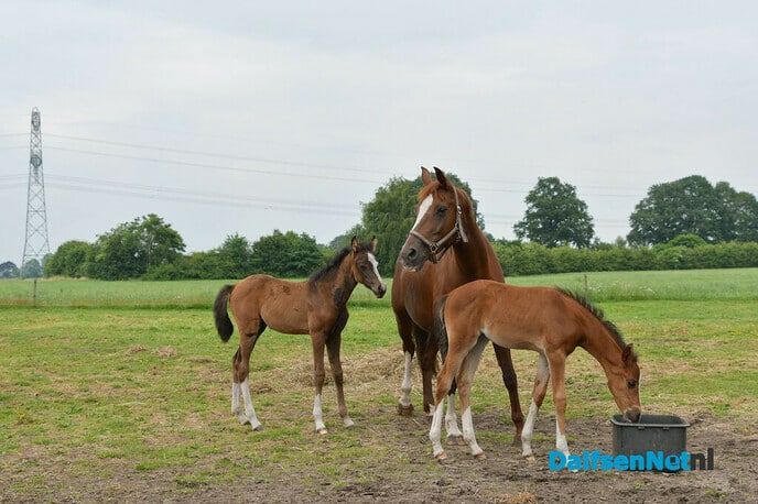 Twee veulens met een bijzonder verhaal - Foto: Johan Bokma