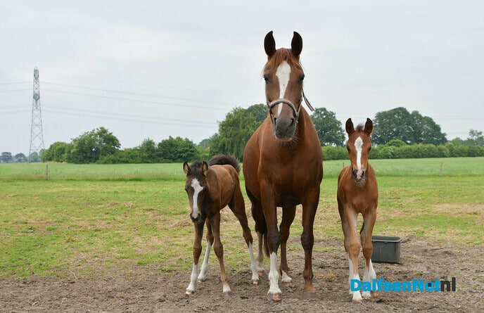 Twee veulens met een bijzonder verhaal - Foto: Johan Bokma