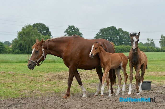 Twee veulens met een bijzonder verhaal - Foto: Johan Bokma