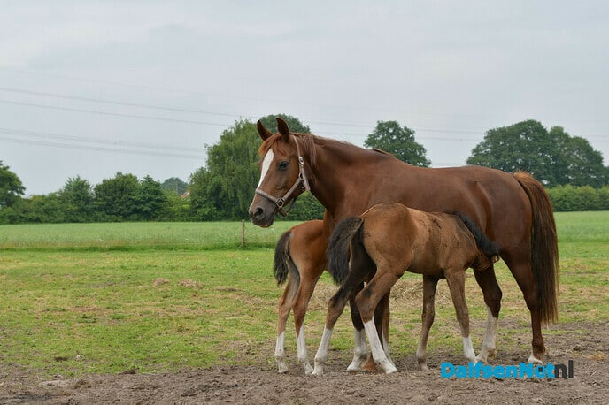 Twee veulens met een bijzonder verhaal - Foto: Johan Bokma