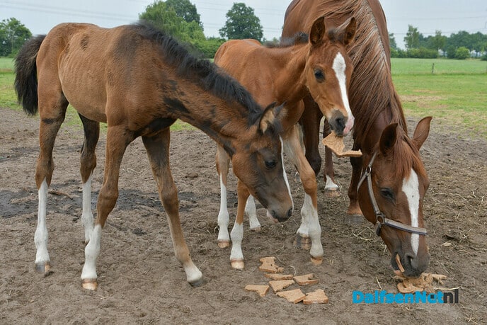 Twee veulens met een bijzonder verhaal - Foto: Johan Bokma