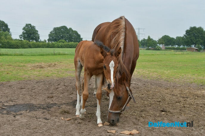 Twee veulens met een bijzonder verhaal - Foto: Johan Bokma
