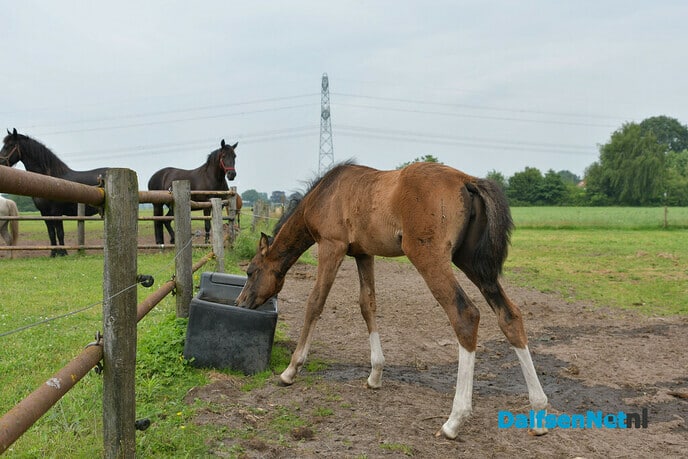 Twee veulens met een bijzonder verhaal - Foto: Johan Bokma
