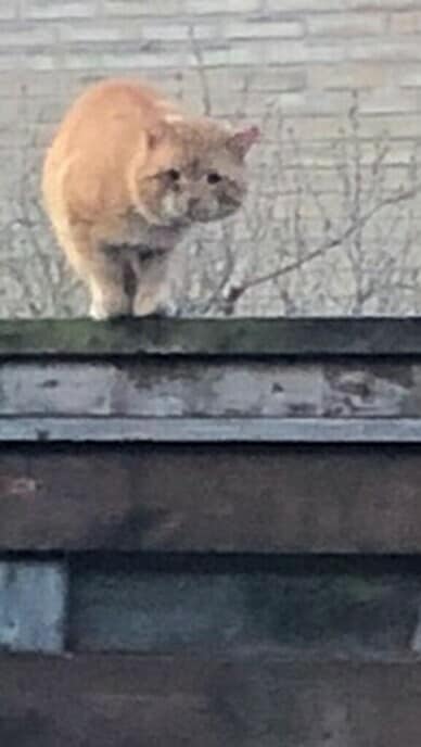 Rode kater wordt geterroriseerd - Foto: Ingezonden foto