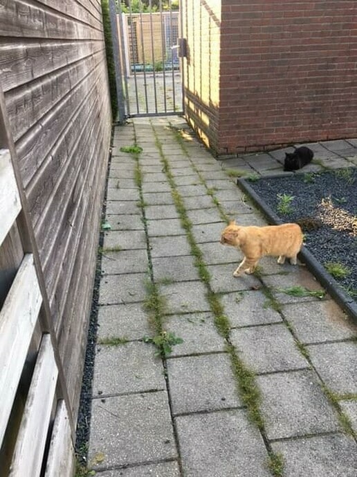 Rode kater wordt geterroriseerd - Foto: Ingezonden foto
