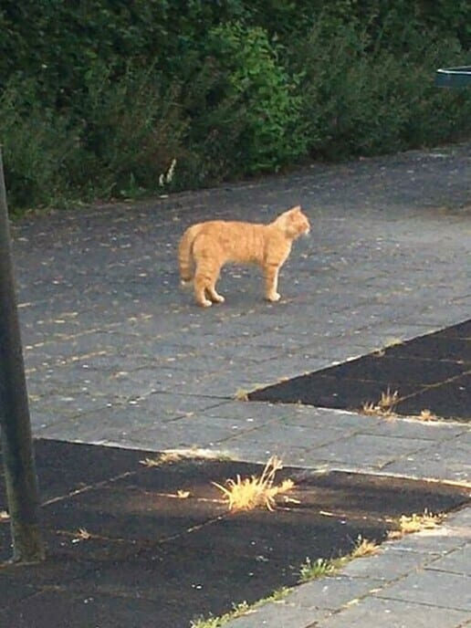 Rode kater wordt geterroriseerd - Foto: Ingezonden foto