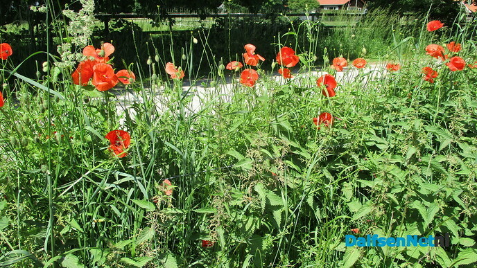 Gekleurde bermen - Foto: Eigen geleverde foto