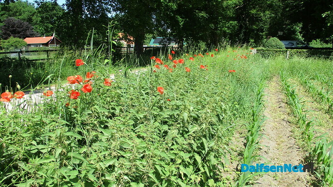 Gekleurde bermen - Foto: Eigen geleverde foto