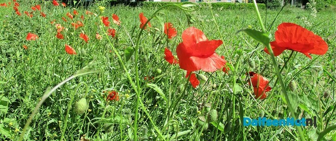 Gekleurde bermen - Foto: Eigen geleverde foto
