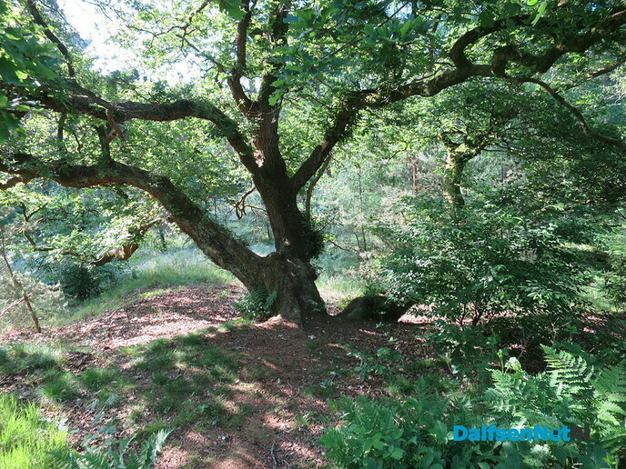 Wandeling Oude Vechtsteeg, met geschiedenis Koningsweg - Foto: Wim