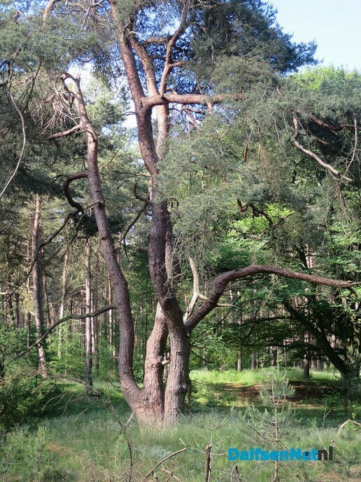Wandeling Oude Vechtsteeg, met geschiedenis Koningsweg - Foto: Willy