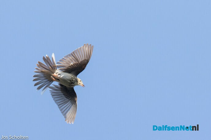 Parachutevogeltje - Foto: Ingezonden foto