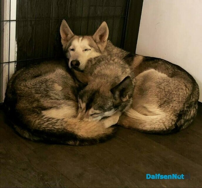 Hulp gezocht! - Foto: Ingezonden foto