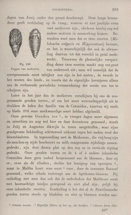 Een artikel over meikevers