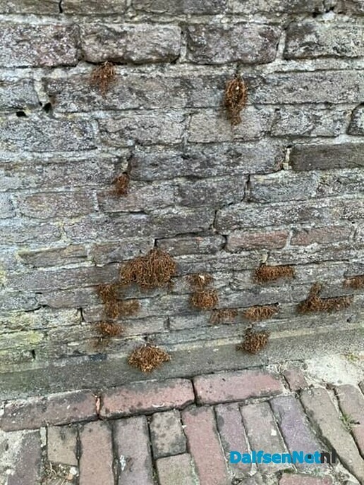 Muurvarens (ge)dood? - Foto: Ingezonden foto
