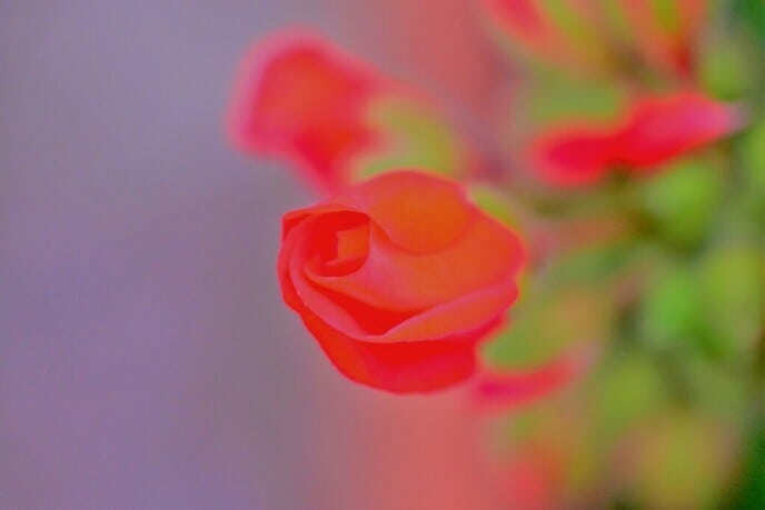 Bloemen foto’s - Foto: Ben Jonkman