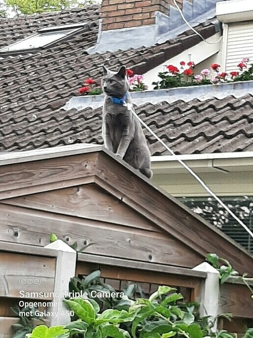 Vermist: grijze kater, maar wel weer terug - Foto: Ingezonden foto