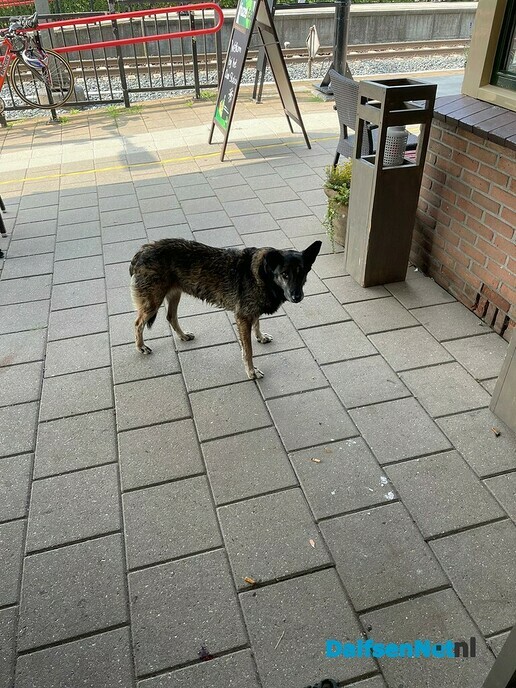 Hond aan komen lopen - Foto: Eigen geleverde foto