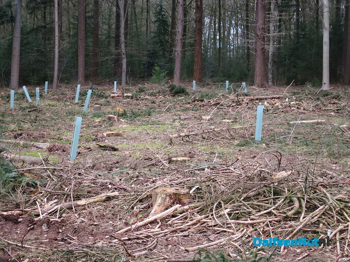 Bosonderhoud op de Emmer-esch in Emmen bij Hoonhorst - Foto: Wim