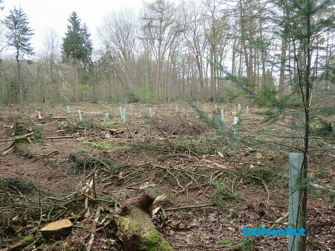 Bosonderhoud op de Emmer-esch in Emmen bij Hoonhorst - Foto: Wim