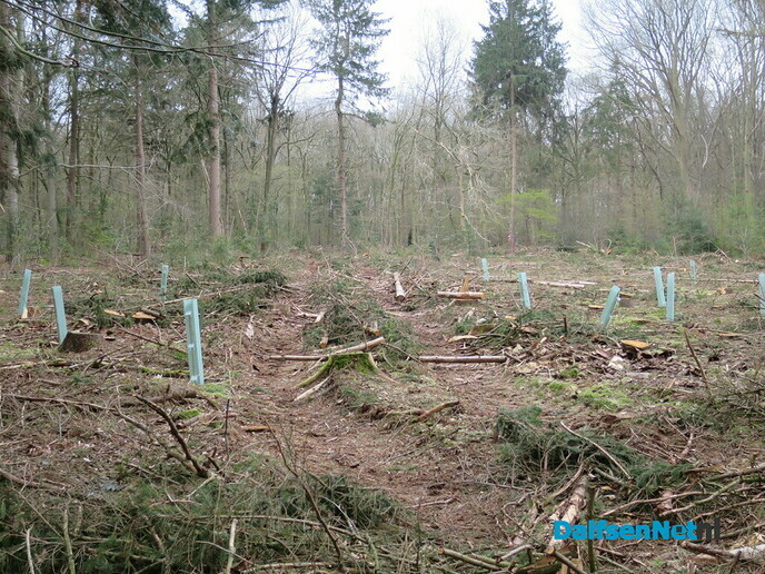 Bosonderhoud op de Emmer-esch in Emmen bij Hoonhorst - Foto: Wim