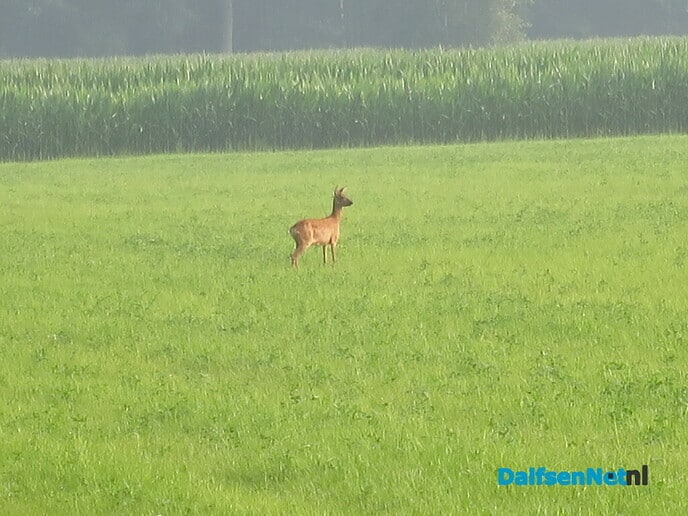 Prachtige zondagmorgenwandeling. - Foto: Wim