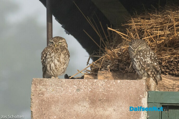 Gek-bilke - Foto: Ingezonden foto
