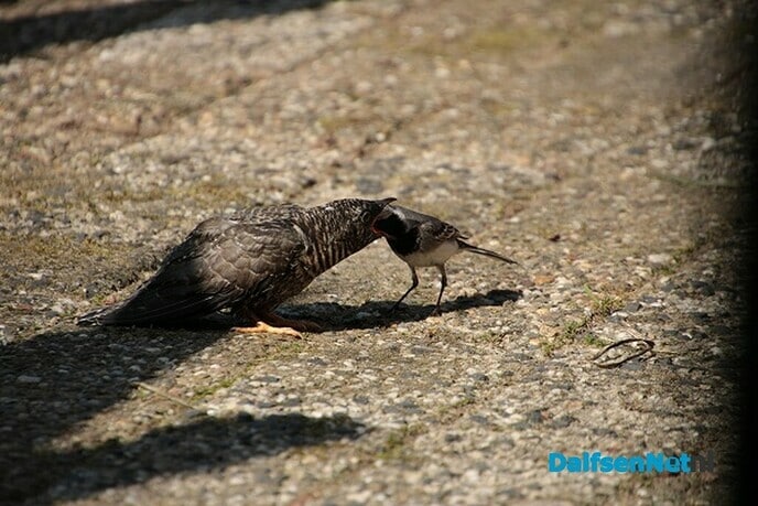 Koekkoekjong - Foto: Ingezonden foto