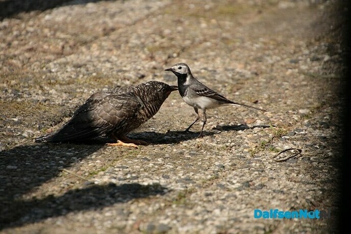 Koekkoekjong - Foto: Ingezonden foto