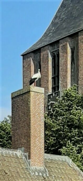 Ooievaar bij kerk - Foto: Ingezonden foto