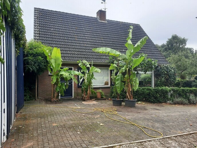 Bananenboom - Foto: Gruune Jopie