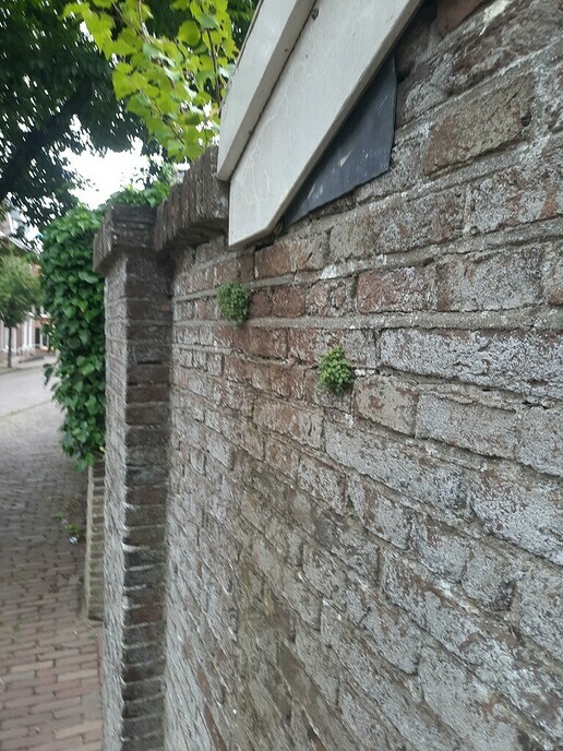 Plantjes hogerop - Foto: Gruune Jopie