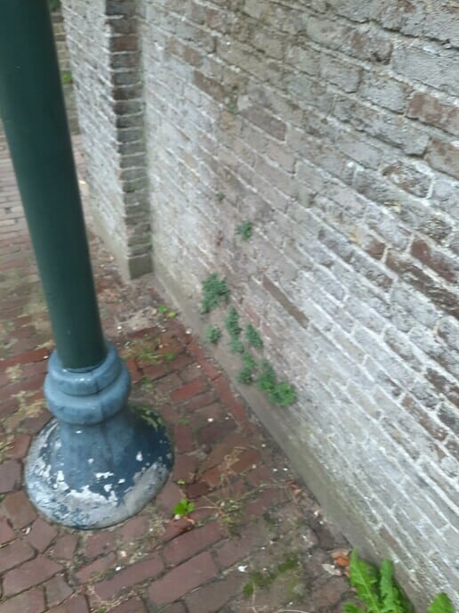 Plantjes hogerop - Foto: Gruune Jopie