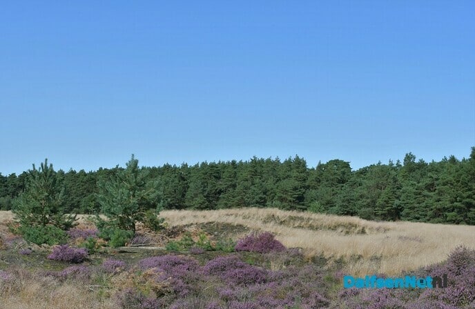 Heide Rechterense Veld bloeit - Foto: Johan Bokma