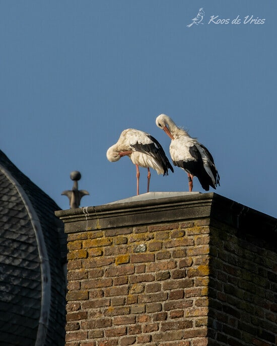 Hoog bezoek op Rechteren - Foto: Ingezonden foto