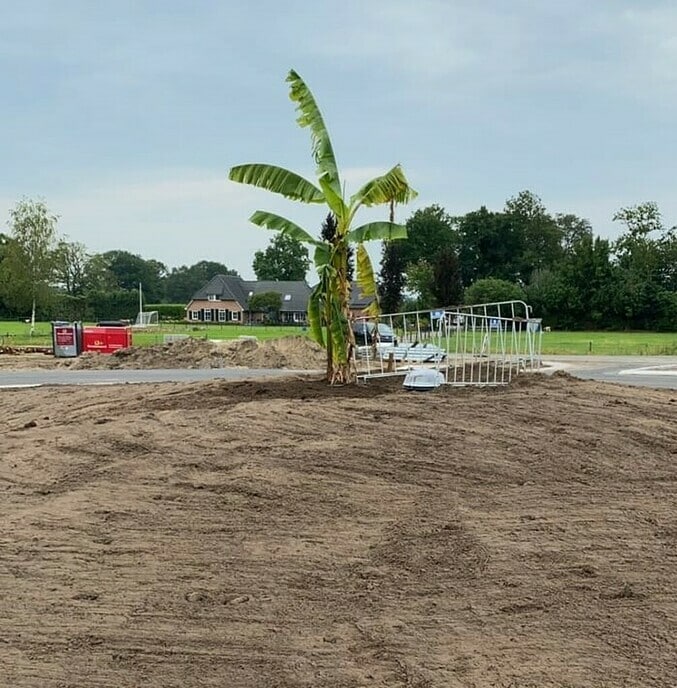 Bananenboom - Foto: Gruune Jopie