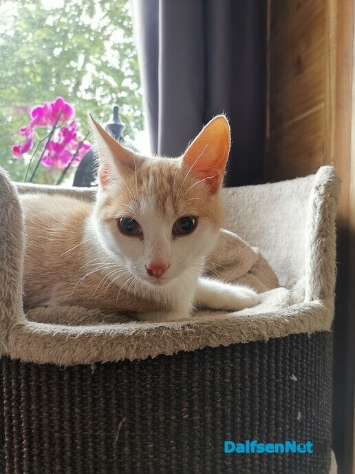 Jong katertje gevonden - Foto: Ingezonden foto