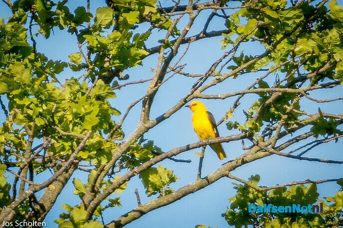 Dondervogel - Foto: Ingezonden foto