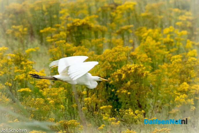 Witte Reiger - Foto: Ingezonden foto