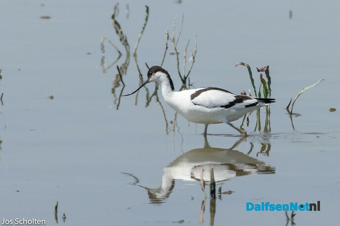 Sabelbek - Foto: Ingezonden foto