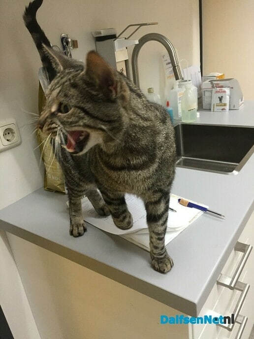 Gevonden kat: Kletsende kater - Foto: Ingezonden foto