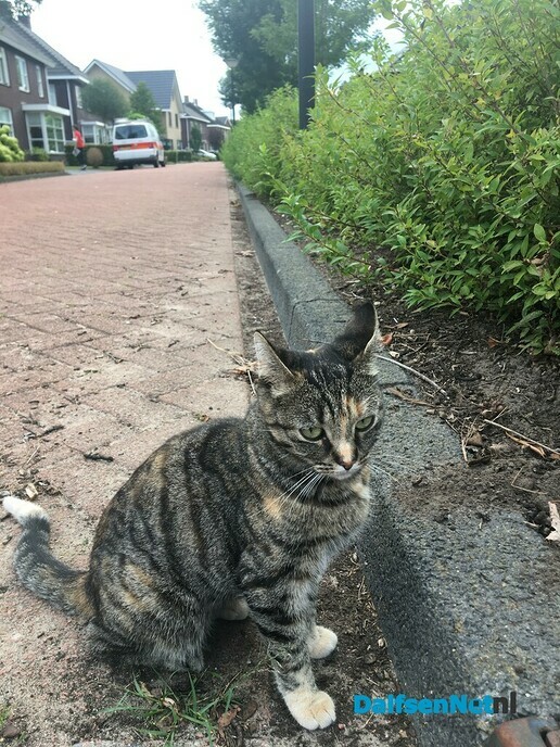 Kat Ovi kwijt sinds zaterdagochtend - Foto: Ingezonden foto