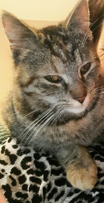 Weer een poes kwijt